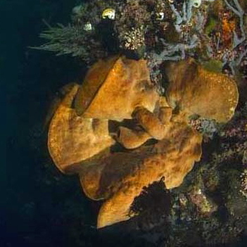 balansa2.jpg balansa2.jpg