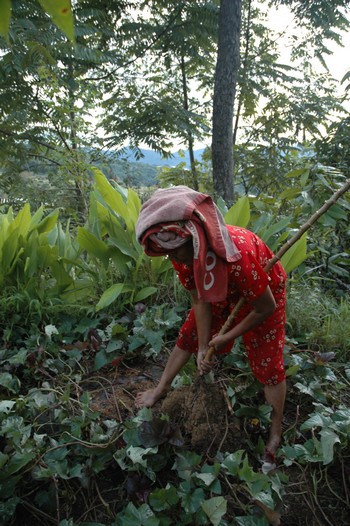 Ibu Yuliana collects cassava for breakfast every morning / Joanne Morton Loans for change