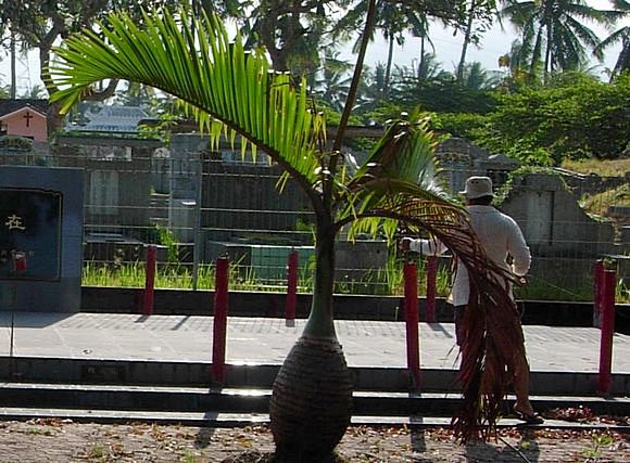 wijaya3.jpg wijaya3.jpg